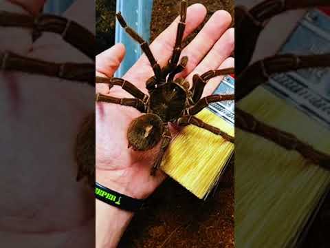 Worlds Biggest Spider Is About To Die