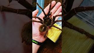 Worlds Biggest Spider Is About To Die