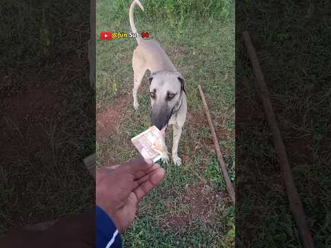 Lazy Lad 😀//fun sub//#youtubeshorts #shorts #labrador #trending #dog #cute #funny #memes