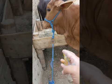 #music #edm #bass #remix #dubstep #animals #dairyanimals #edmbass#calf #goat #animals #cow #vet #pet