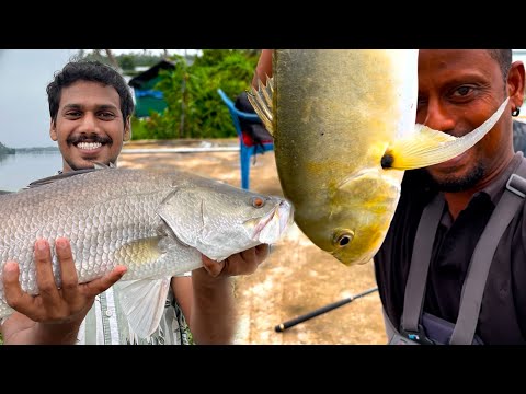 മഴ പെയ്താൽ പിന്നെ മീനുകളുടെ വരവാണ്. ..