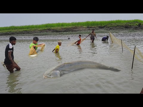 খালে জাল বসিয়ে বোয়াল মাছ ও দাতিনে সিলন মাছ ধরা। Village fishing in canal। Boal fish catching 2024