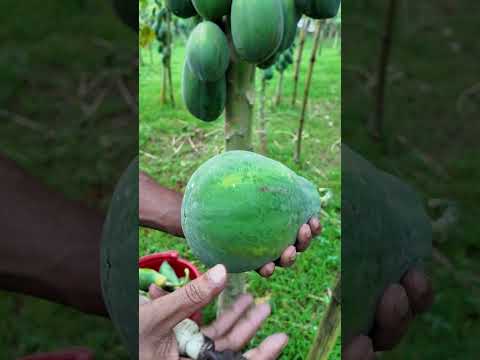 সময় মতো পেঁপে সংগ্রহ করুন #farmers  #food #papayacultivation #farming #পেঁপে #viralvideo