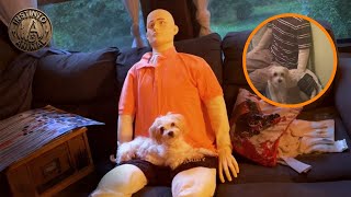 🐶 Su perro no podía quedarse solo… hasta que un maniquí salvó la situación | Historia real