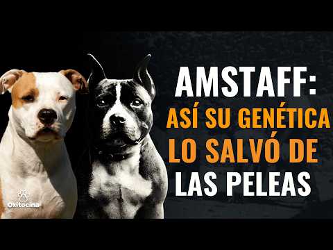 El Amstaff ya no es un luchador… ¿Qué pasó?