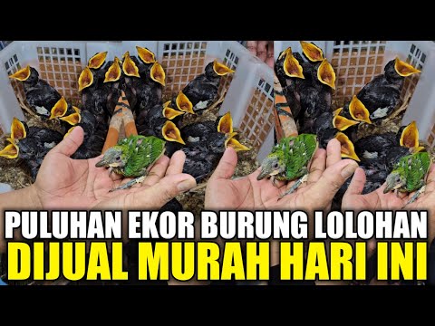 BANDAR GEDE !!! JUAL PULUHAN EKOR BURUNG LOLOHAN KETEMU YG ANTIK 1001 YG PUNYA BURUNG INI