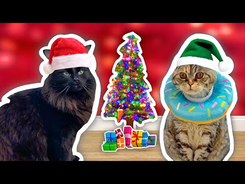 Incredible CAT CHRISTMAS Presents!