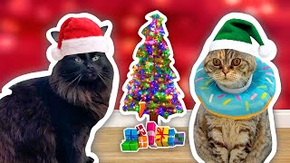I Threw My CATS a CHRISTMAS Party!