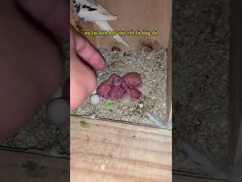 bầy vẹt con | P1 #xuhuong #vet #thucung