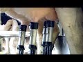 Automated Milking System Insights