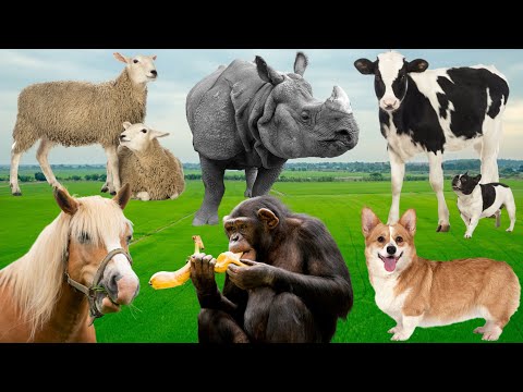 Listen to Calm Wildlife Sounds for Relaxation & Focus: Sheep, Rhinoceros, Cows, Horses, Chimpanzees