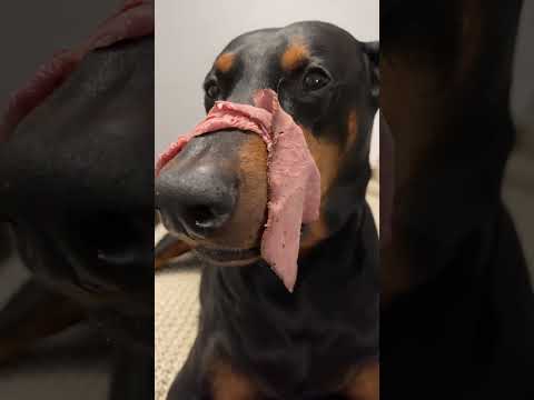 Roast beef time #dog #doberman #puppy #funnydog #dogtraining