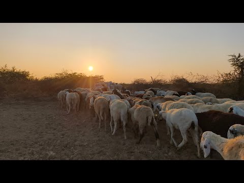 Sheep And Goat Sound Effect . Village Sheep Sound