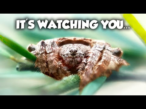 5 BIZARRE Spiders You Won't Believe Exist