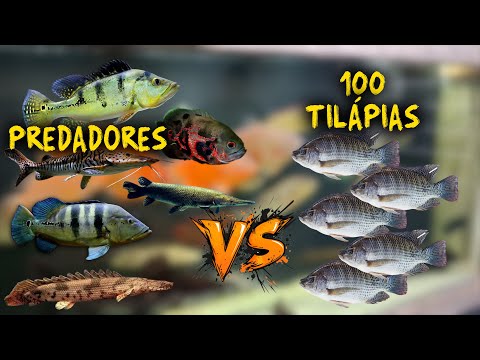 PEIXES CARNÍVOROS VS 100 TILÁPIAS!