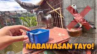 DALAWANG KALAPATI KO NAWALA IN 1 DAY 😢