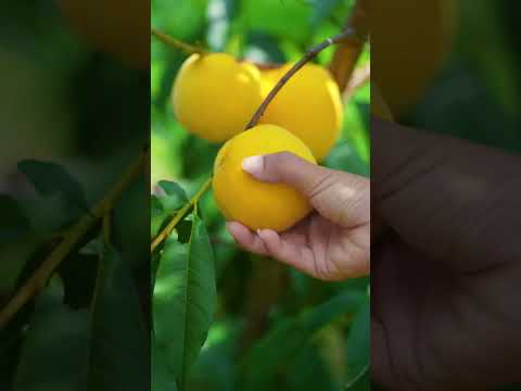 Beautiful Nature with Rural Life - Fruits are part of the beauty of nature