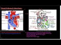 Human Heart Anatomy and Functions