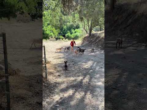 Aly protecting her goats from a pack of wolves! #nature #california #pitbull #mom #summer #milking