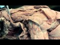 Muscle Identification and Functions
