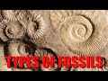 Fossilization Types and Examples