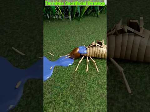 The Explosive Defense: Termites' Sacrificial Strategy #termites