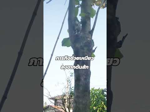 เหมียว4เดือนปีนขึ้นได้แต่ลงไม่ได้!แมวรักแมวรักแมวส้มแมวน่ารั