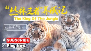 Basic Facts About Siberian Tigers | iPanda