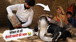 जहरीले कोबरा के काटने से कैसे चली गई जान, फिर कहाँ छिपा था कोबरा सांप, कैसे रेस्क्यू हुआ!🥹snake bite