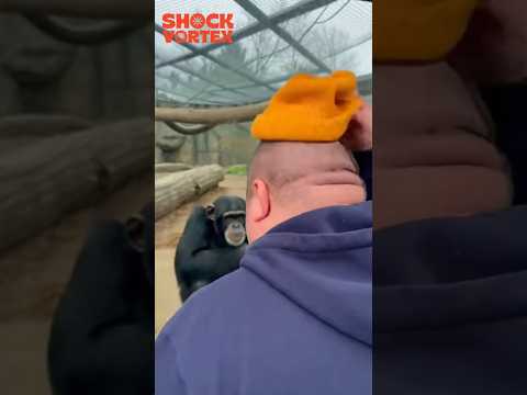 WHAT IS THAT?! Chimp Sees Something on Man's Head & CAN'T STOP LAUGHING! #funnyanimals