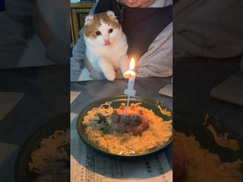 Finally his 1st birthday #cat #cats #catsvideo #shorts