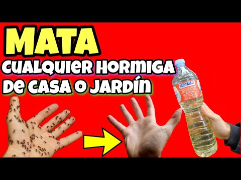 No Necesitas 1 INSECTICIDA COMERCIAL para ACABAR con las Hormigas! Aquí te traigo un remedio casero