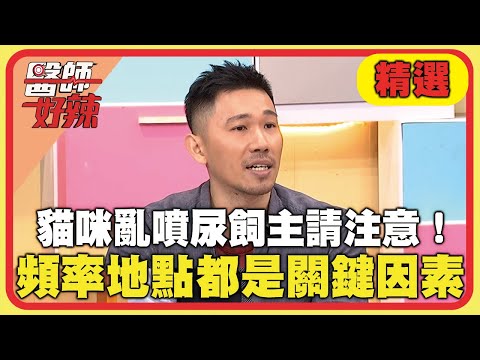 貓咪亂噴尿飼主請注意！頻率.地點都是關鍵因素？【#醫師好辣】20241221 EP1693 精選