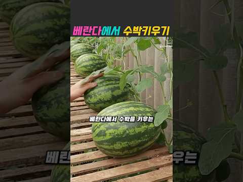 정말 천재적입니다 #수박키우기 #베란다텃밭 #농사 #마당 #노하우