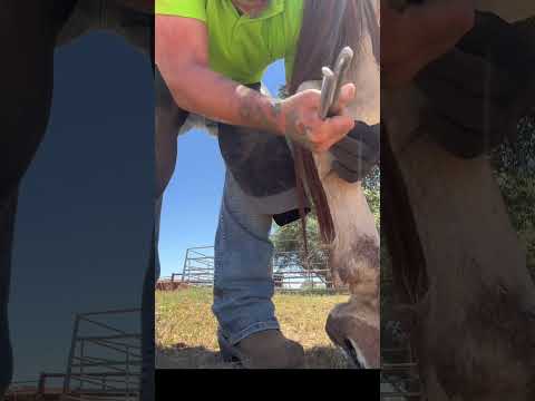 Horse Chestnut Removal #horse #farrier #horsecare #equestrian #farrier  #horsefarrier #hoofcare