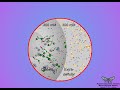 Understanding Osmotic Pressure and Its Effects on Cells