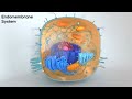 Functions of the Endomembrane System