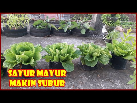 TIPS SUKSES BAGI PEMULA BERKEBUN SENDIRI  DI RUMAH