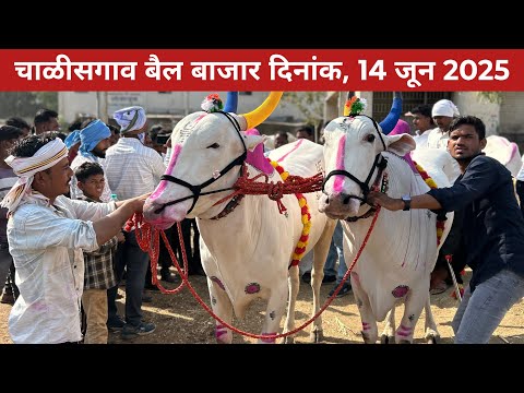 🛑Live चाळीसगाव बैल बाजार, 14 जुन 2025 बाजारात आले शर्यतीचे फुल्लं करंट वासरं 😱 Chalisgaon bail bazar