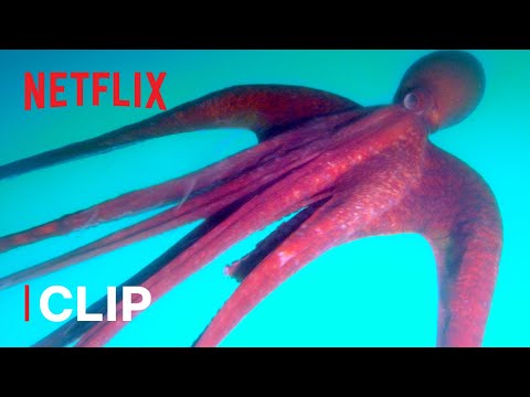 Why Do Octopuses Eat Their Tentacles?! 🐙 Absurd Planet | Netflix Futures