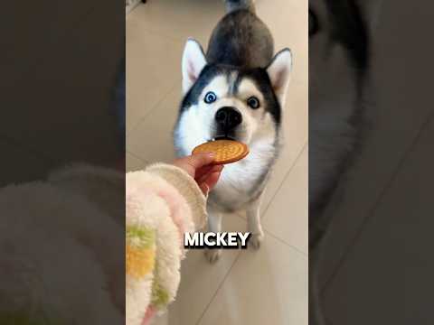 Sharing Biscuits with Everyone! 💓😋 #ytshort