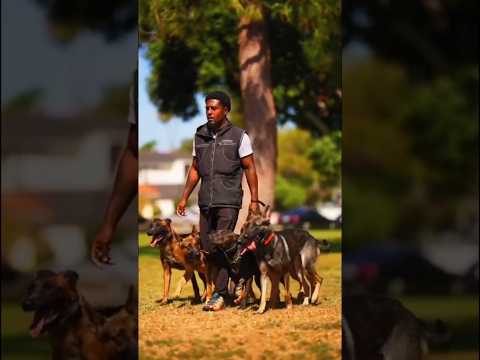 #military #army #malinois #soldier #specialforces #edm #remix #k9 #k9중고 #funny #dog