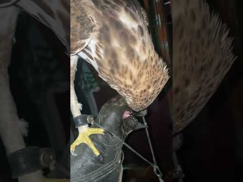 Hawk eagle #birds #falcon #eaglefight #eagle #birdslover #eaglehunting