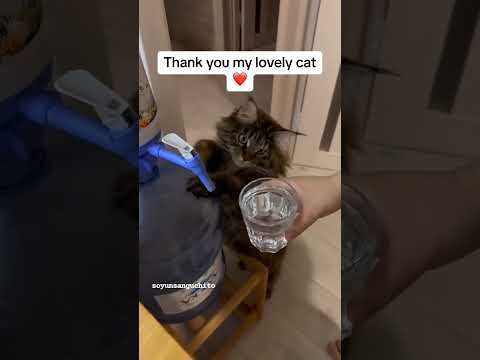 Mi nueva mascota y bebé #gatos
