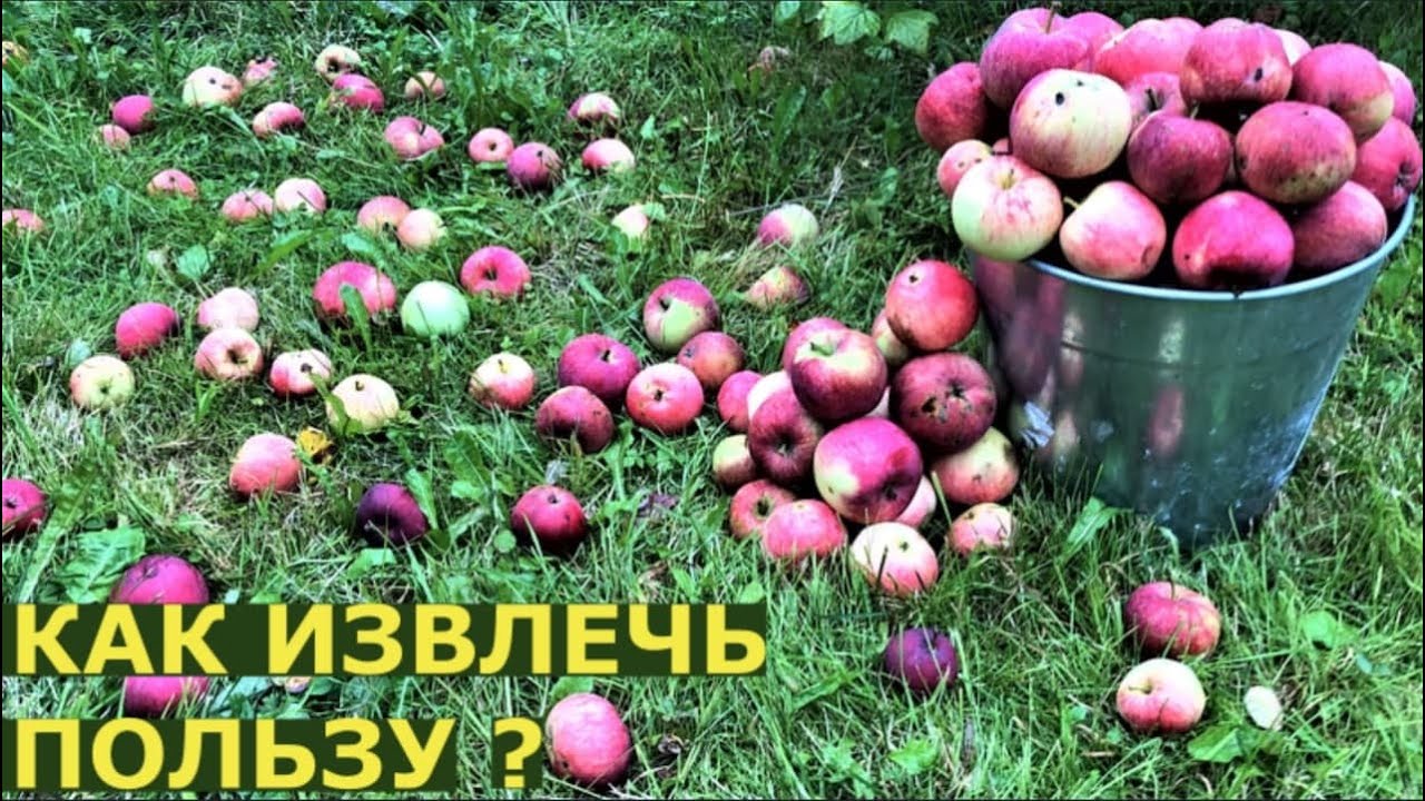 Что делать с падалицей яблок?