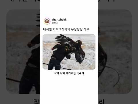 내셔널지오그래픽의 우당탕탕 하루 #동물 #힐링 #유머