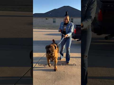 180lbs Boerboel, do you think you can walk a Savage? #boerboel #bigdog #guarddog #pets #doglover
