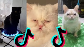 BRUSCHIMICHIS😹💗 1 hora de risa🐈💕! // #bruschimichis #humor