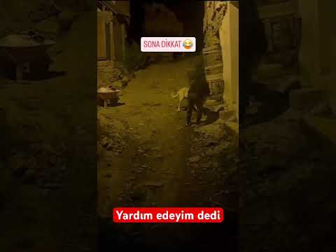 Yardım edeyim dedi perişan oldu  #dog #kangal #köpek