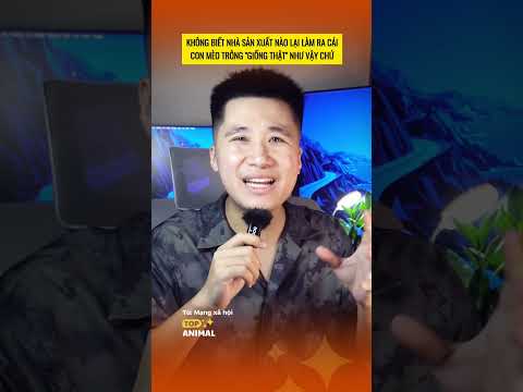 Cảm động mèo to muốn chơi với mèo nhỏ